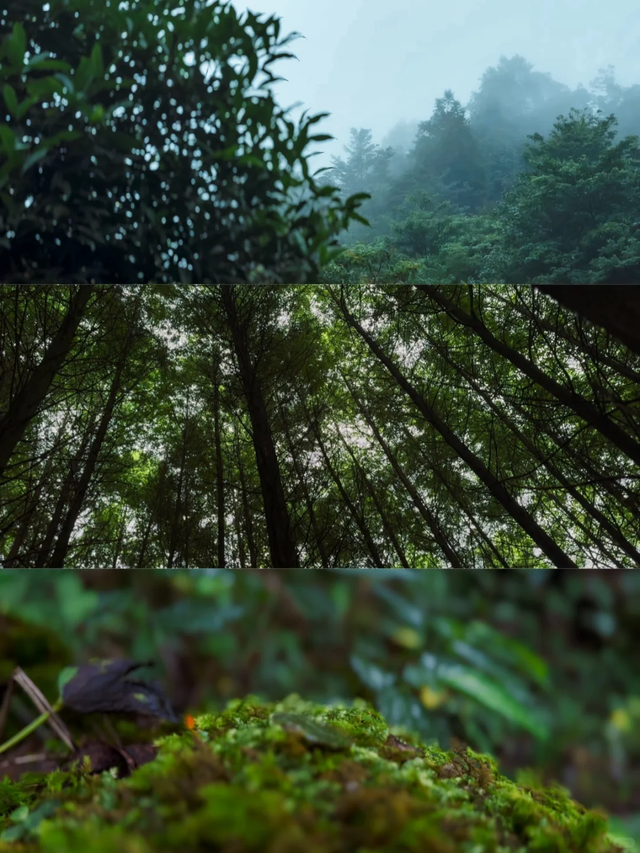 私藏分享||成都1.5h清凉不晒宝藏地，耍水徒步，人少水清！