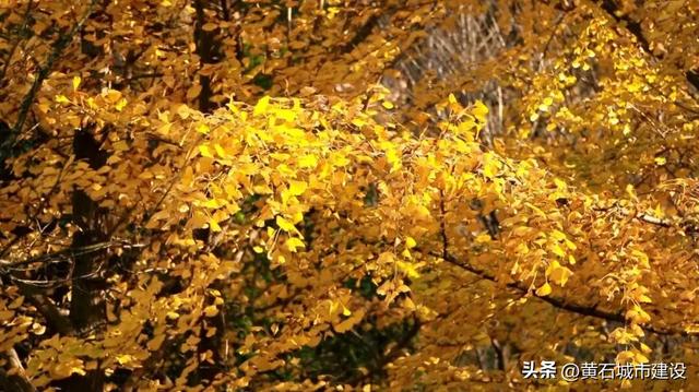 限时绝美！黄石街头颜值巅峰 周末来打卡