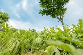 中印吃瓜大比拼：印度西瓜年产量280万吨，中国的产量你想象不到图片