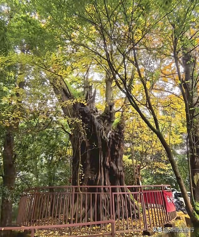 成都这5大千年银杏，超级惊艳，其中一株相传是杨贵妃种植！