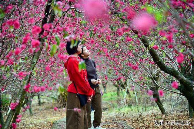 宏图大展正当时 佛山三水“世外桃源”万株桃花盛放迎客