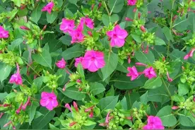 【每天认识几种植物】系列十六：紫茉莉、茉莉图片