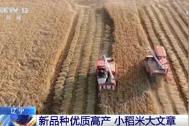 良种、良法、良机护航 在田野好“丰”光里看农业发展“未来式”图片