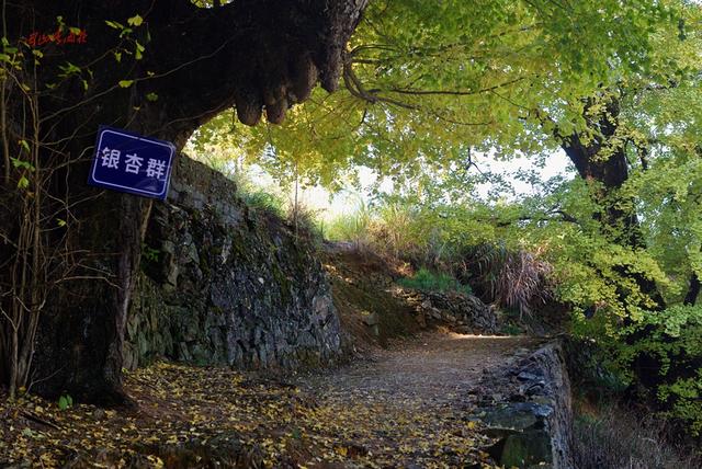 深秋，到政和大岭村看银杏黄叶去。