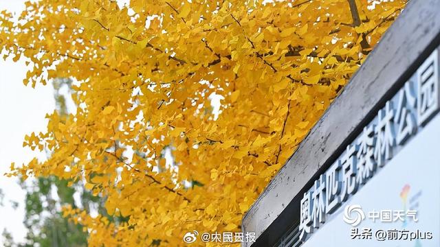 转存收藏！2025银杏观赏地图来了