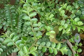 俗称“千里香”，有最香植物之称，老人称它为“接骨王”，价值大图片