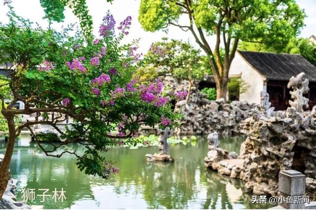 谁说夏天没花看？苏州园林偷偷美翻了！