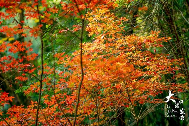 大渡口冬日“顶流”红了