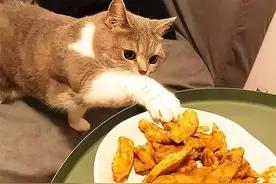 养猫不能做的8件事，做错一件，对猫伤害很大图片