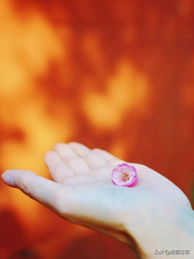 成都这波“梅”景太出片，错过再等一年~