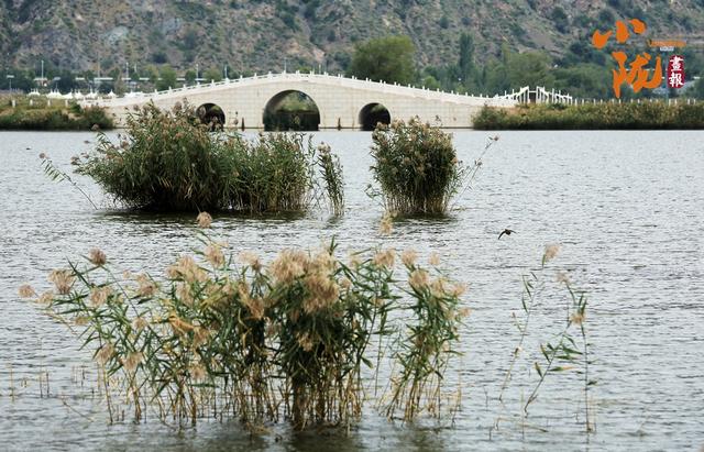 【小陇画报·429期】永靖秋韵：黄河之畔的诗意画卷