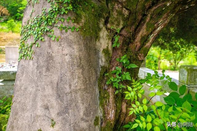 历经艰辛来到金庭观遗址，却只见一棵老树婆娑，新昌文旅赔我油钱