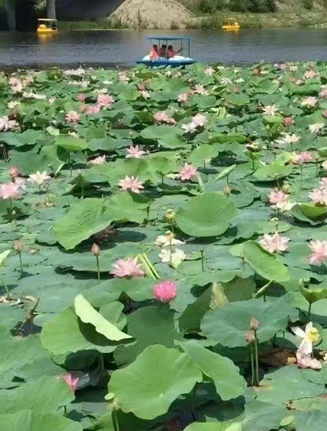 清凉秘境·沉浸狂欢丨延边趣露营——自然与烟火的双重治愈