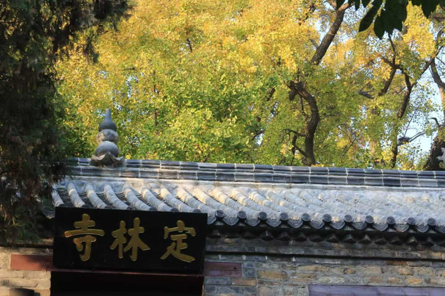 浮来山银杏树，即将迎来最佳观赏期！就自周末起！