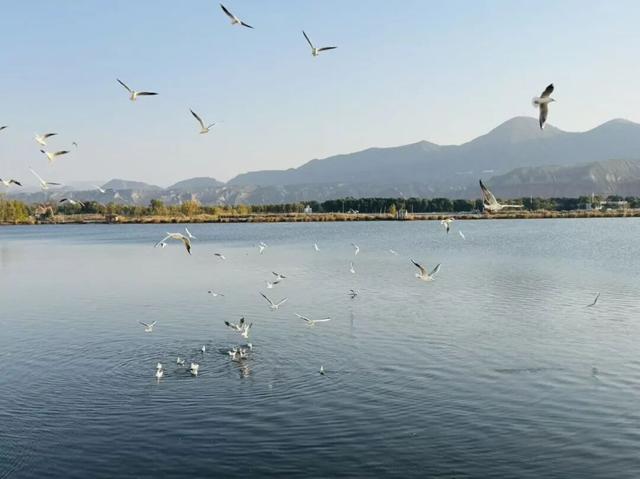 深秋太极岛：芦花漫舞，群鸟蹁跹