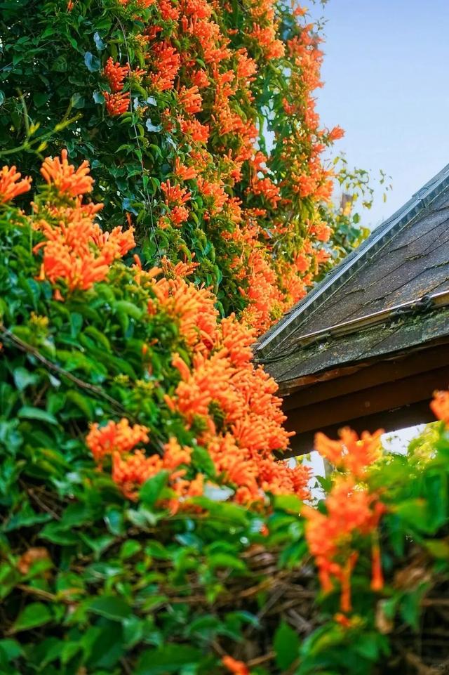 弥勒炮仗花瀑布，太出片了！多个打卡点→