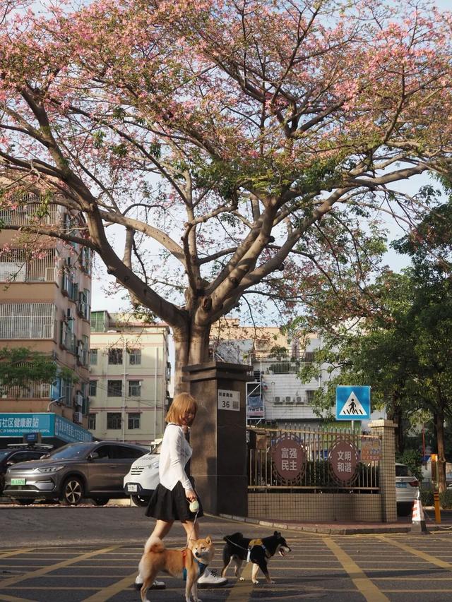 龙岗秋冬浪漫打卡指南来了！瀑布花海、空中花路…这份粉色攻略快收好！