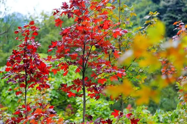 邛崃秋假放大招！这些景区免门票啦，亲子错峰游直接冲