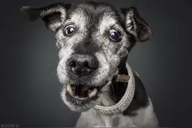 狂犬病毒的存活时间图片