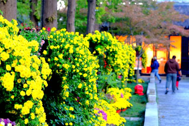 菊韵惠山：菊花与古建的对话