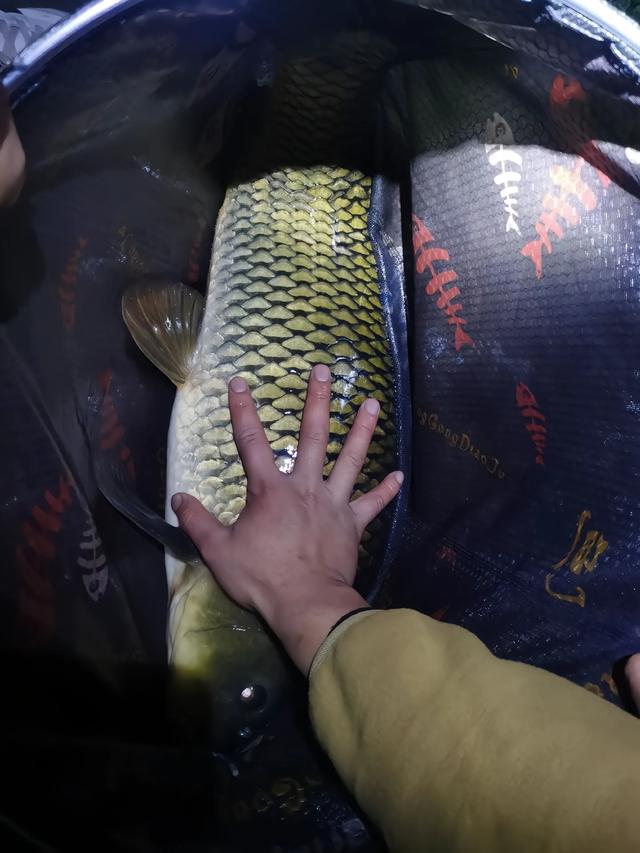 专攻巨物!自制酒香玉米窝料终极攻略