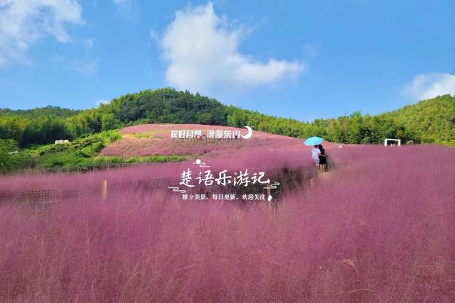 宁波鄞州最美的粉黛花海来了，被誉为初秋限定的粉色浪漫，非常赞