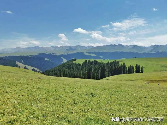 新疆喀拉峻草原,花斑森林镶嵌在高山草甸上