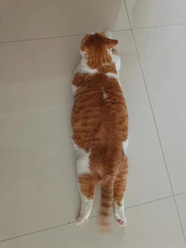 笑死了！主人展示25斤布偶猫引热议，网友：我这19斤的再加加餐？