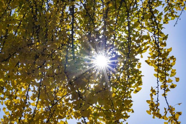 苏州银杏黄了！道前街虎丘之外，这3个地方人少免费，壮观又诗意