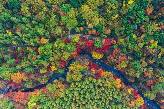 拿好不谢！重庆红叶季最全保姆级攻略，照着拍就对了！