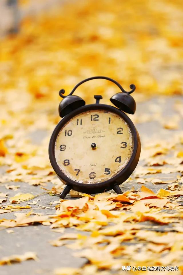 实拍!秦皇岛植物园“金色浪漫”已上线,氛围感拉满!