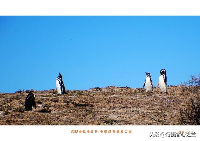 南极南美三国行游影记（77）—阿根廷旁塔汤布国家公园（四）