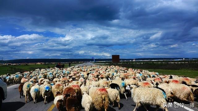 青海布哈河湿地：青海湖的母亲河