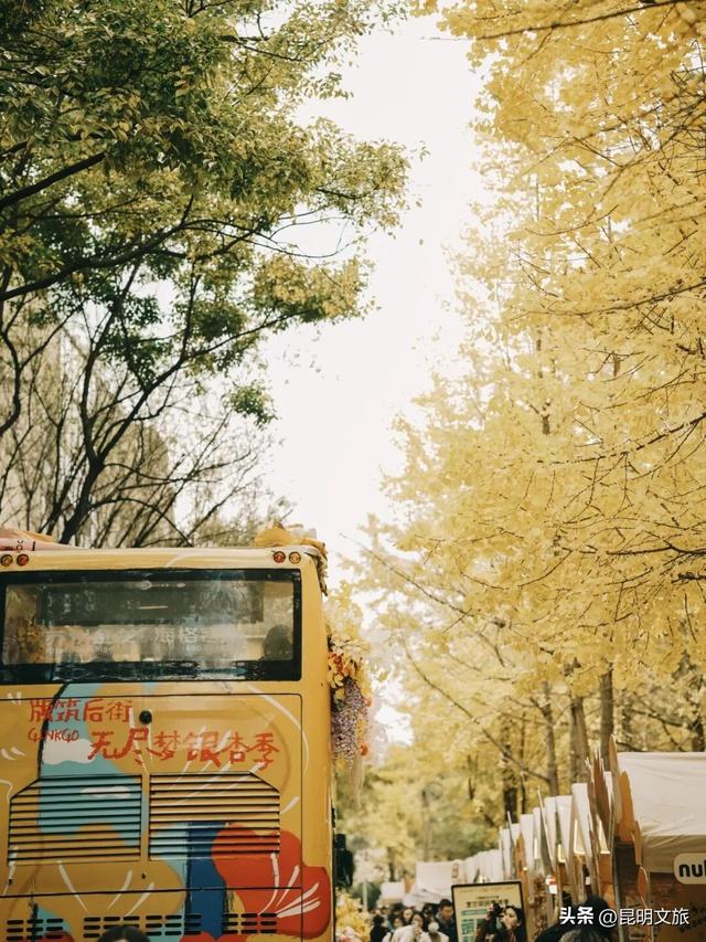 美爆！美爆！超全攻略！超出片！🤳昆明银杏黄金倒计时，抓紧时间冲~