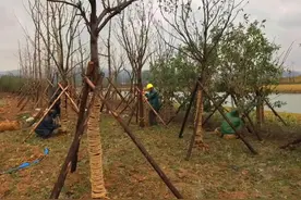 一个绿化工程项目，我挣了330万，因为做到了这5点。附：合同单价图片