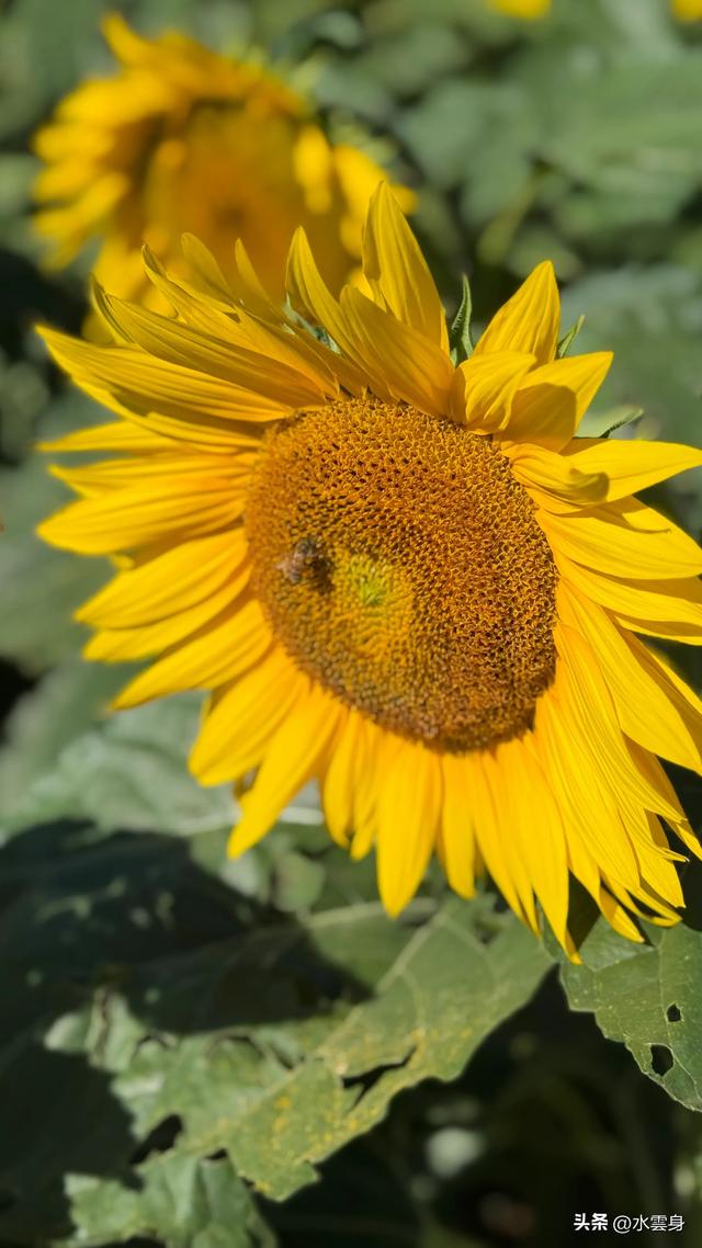 🌻【昌平区溜石港村高山梯田向日葵花海旅游攻略】🌻