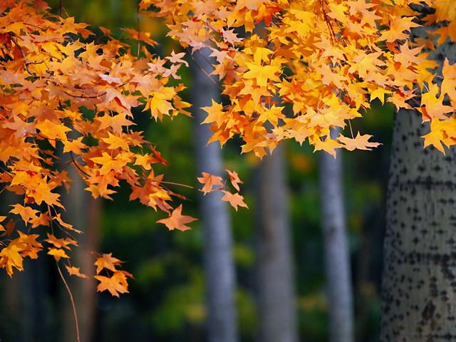 南宁秋日限定美景！红叶、银杏禅意悠，宝藏路线承包你的秋日浪漫