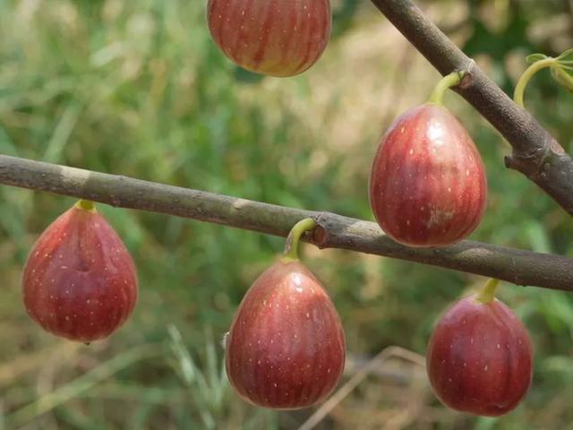 秋崃 | 秋日蜜语，果香满溢：赴一场邛崃无花果的甜蜜邂逅