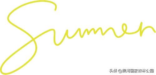 这个夏天,凉爽黑河等风也等你