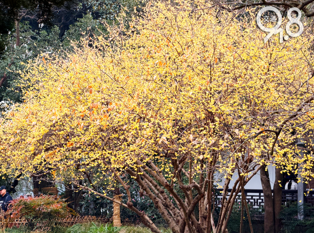 杭州冬日限定“顶流”蜡梅正盛！网友：香气隔着屏幕溢出来了