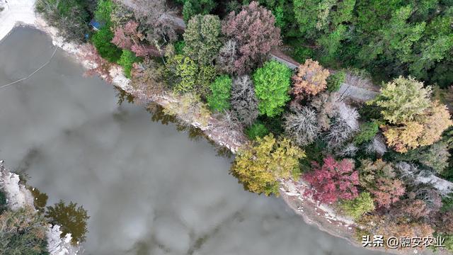 广西融安：冬日枫景正美