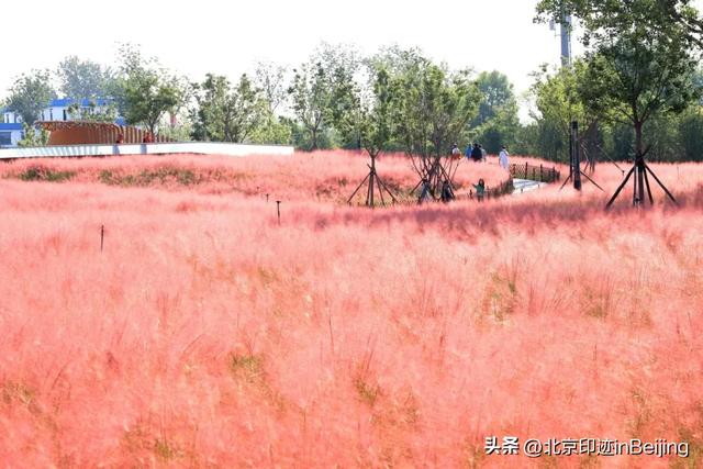 京城周末丨秋日限定浪漫,粉黛花海进入最美时节