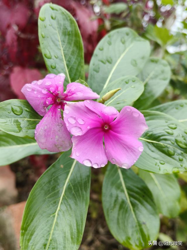 头条为什么设置作品置顶?如果不去设置，你后悔去吧