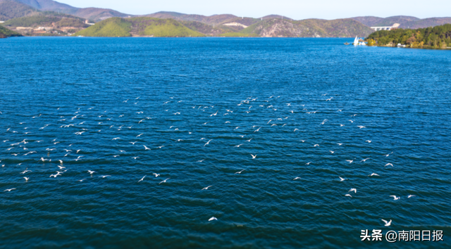 “鸥”耶！现在可以来丹江大观苑看海鸥咯~