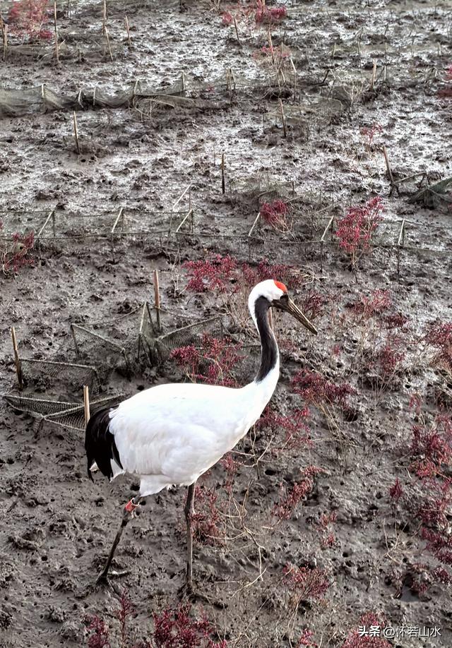 2025辽宁赏秋之旅日记(6)——到辽河口中国最北海岸线看日出 观鸟