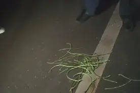 “公职人员与教师偷摘豆角”引纠纷，不问自取就是为贼图片