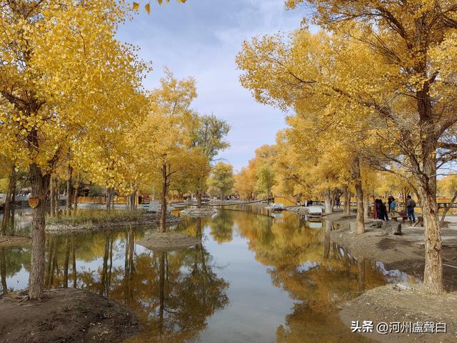 金塔胡杨林