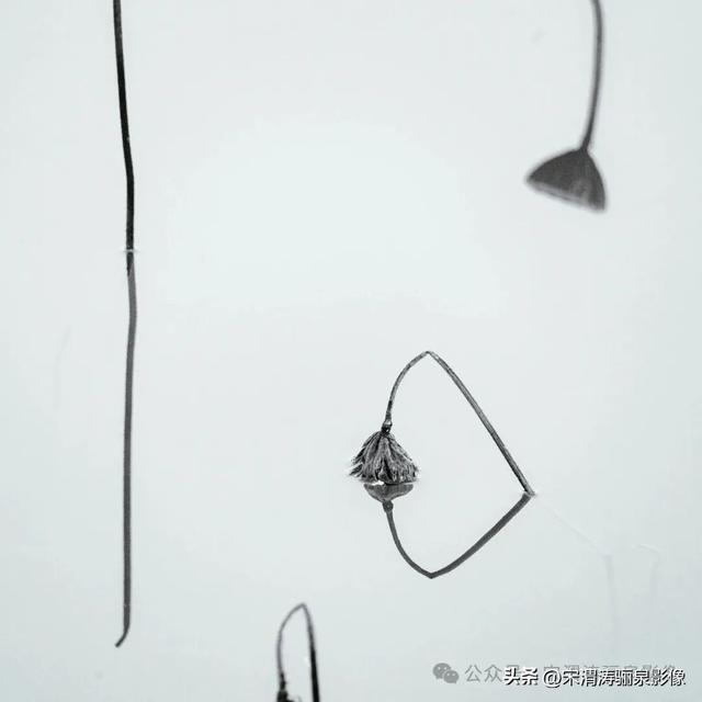 陕西渭南：人民公园秋天的残荷淡如水 美如画 凄凉如人生