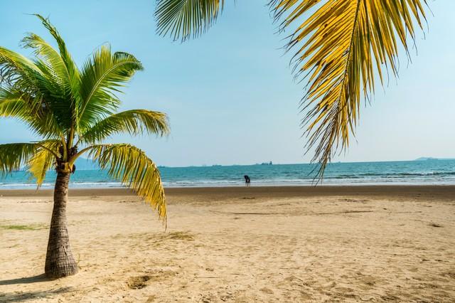 黎述盛：三亚冬野递景图