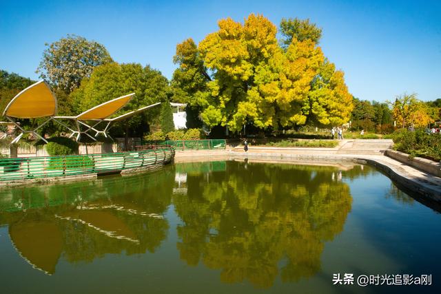 石家庄植物园的网红树，秋日里的鎏金童话